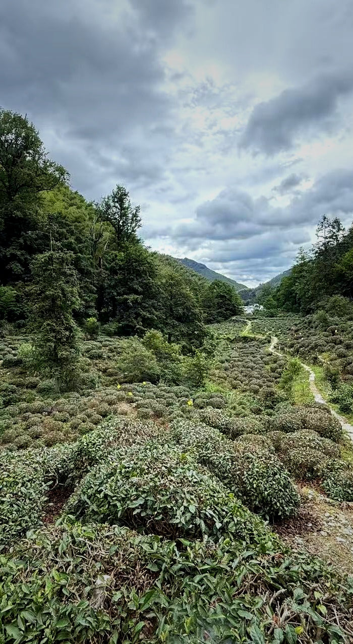 Plantations de thé - Monts Jaunes